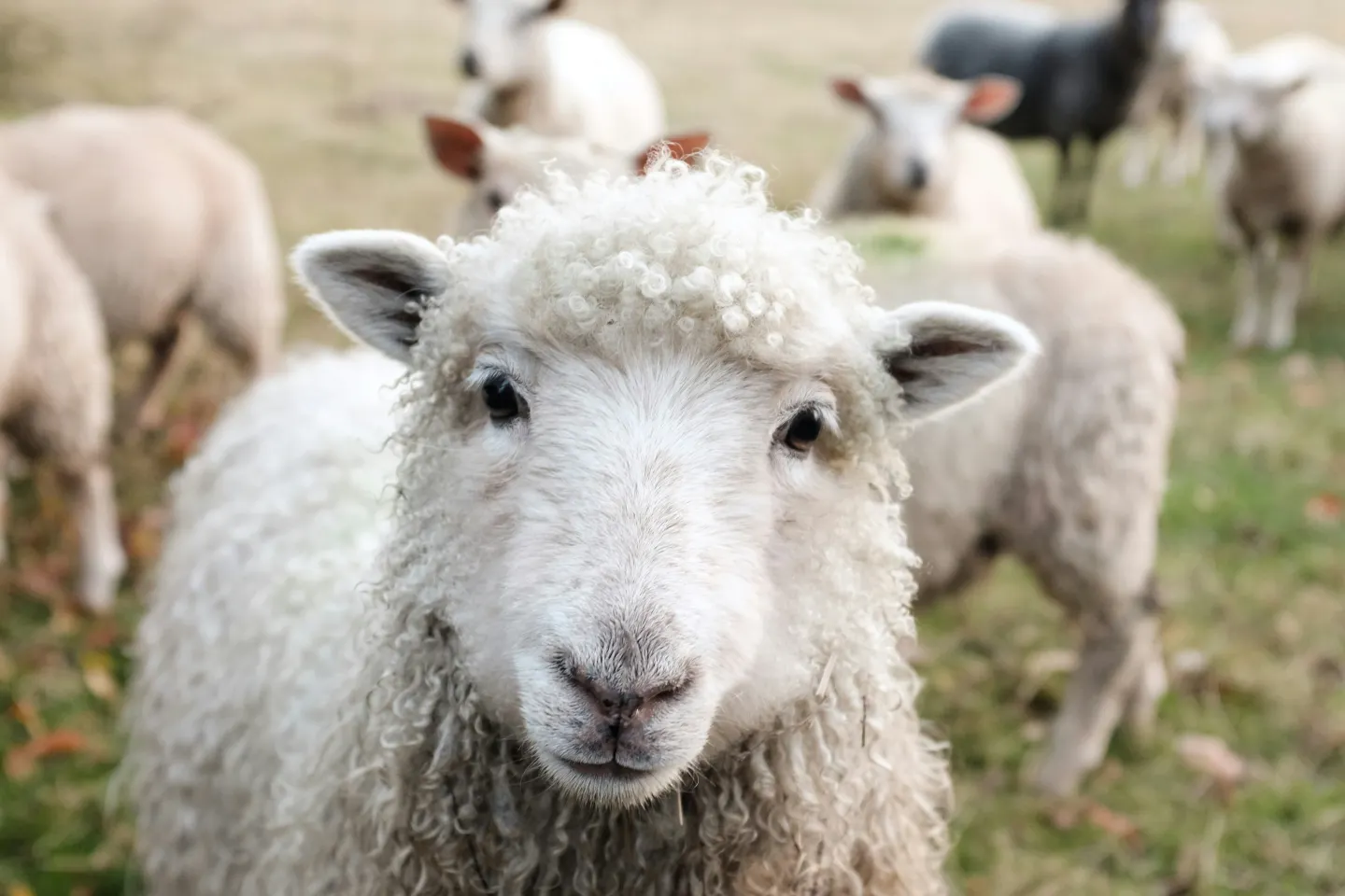 Focar de variolă ovină confirmat la o fermă cu 600 de oi din Popești, județul Iași: exploatația a fost izolată, iar animalele receptive vor fi ucise