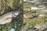 Pești morți în Crișul Repede, la ieșirea din Oradea. Temperaturile extreme și debitul scăzut al apei provoacă un nou semnal de alarmă