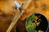 INSP: 2 cazuri de infecție cu virusul West Nile, confirmate în județul Iași în 2026