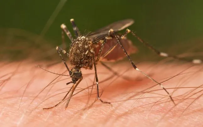 west nile