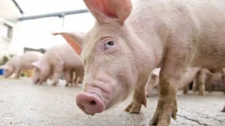 porc_60279700