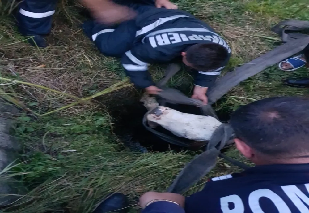 Vacă blocată într-un canal, salvată de pompieri
