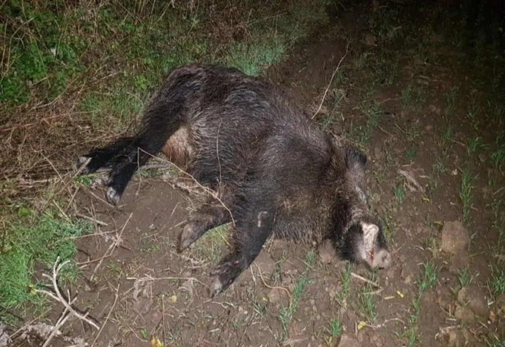 Caz de pestă porcină la un mistreţ, în Iaşi