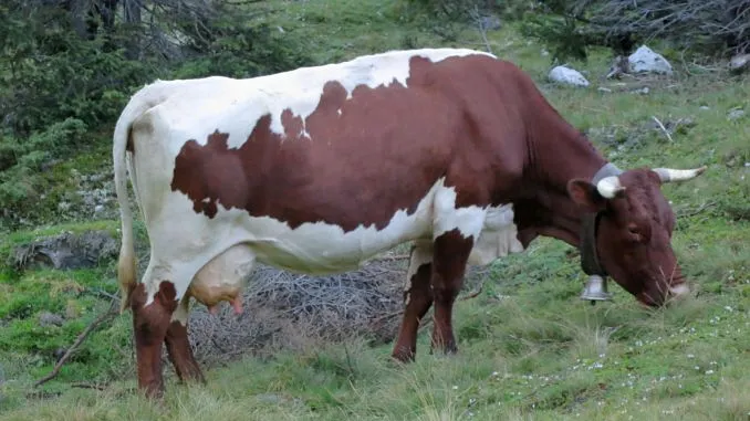 vaca
