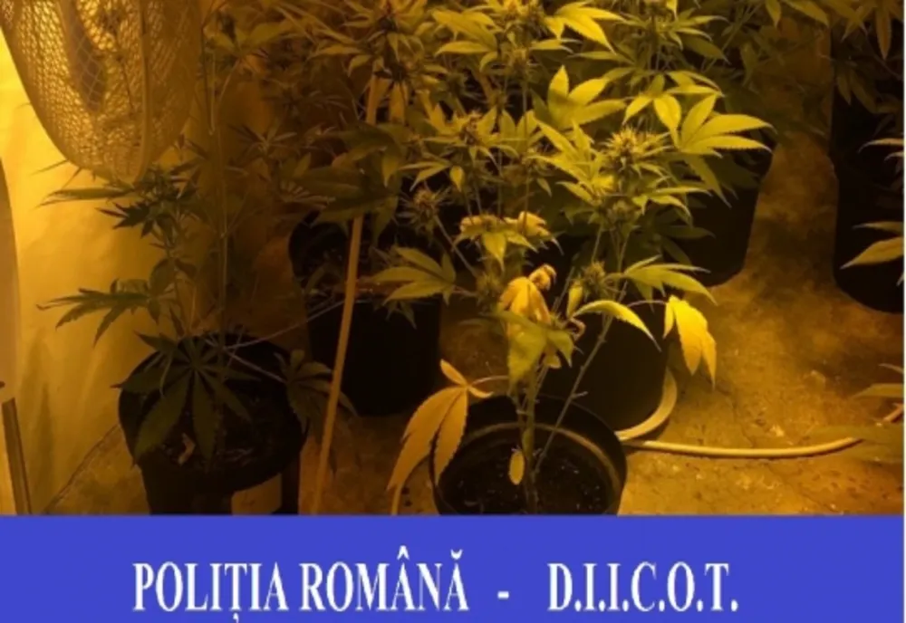 8 rețineri și 14 percheziții la traficanții de droguri de mare risc