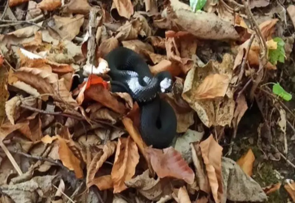 VIPERĂ dintr-o specie rară, fotografiată într-o pădure de la marginea Iașiului - VIDEO
