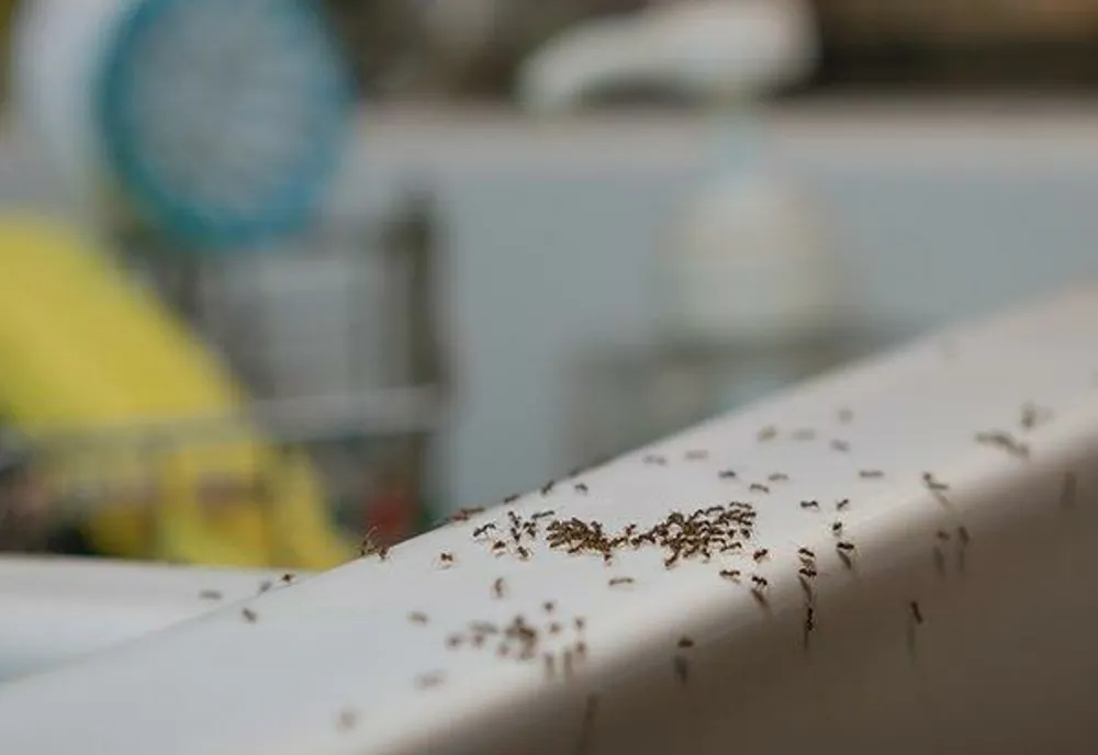 Nu știi cum să mai scapi de FURNICILE din locuința ta? 6 REMEDII naturale, absolut uimitoare