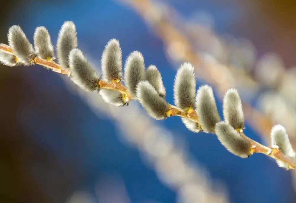 VREMEA 3 MARTIE. TEMPERATURI APROPIATE DE CELE SPECIFICE ACESTEI PERIOADE