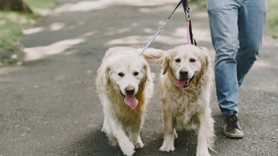 Câini legați în lesă