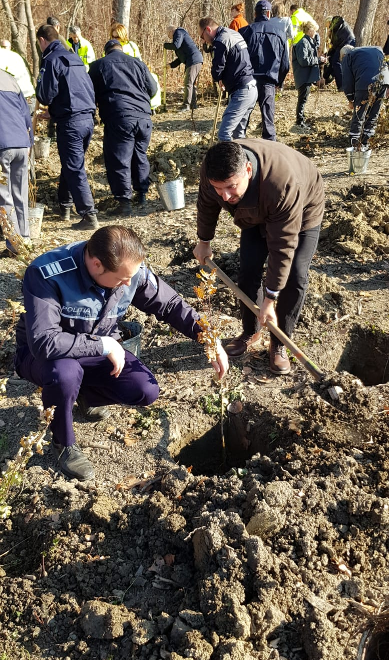 plantare copaci politisti