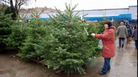 brad_de_craciun_pret_21614000_37821200_39632700