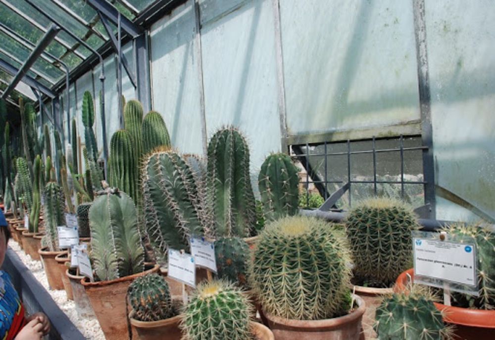 Ce surprize pregătesc reprezentanții Grădinii Botanice