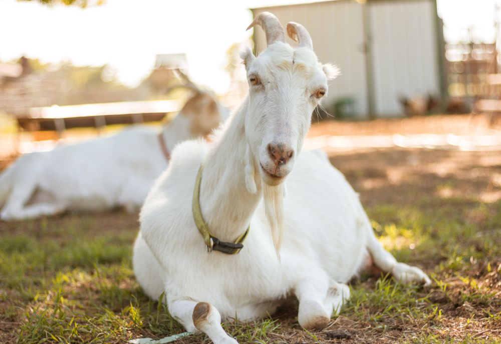 Peste 800.000 crescători de capre și oi vor primi bani de la stat