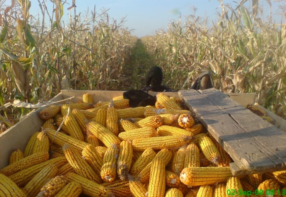 Prins la furat de porumb