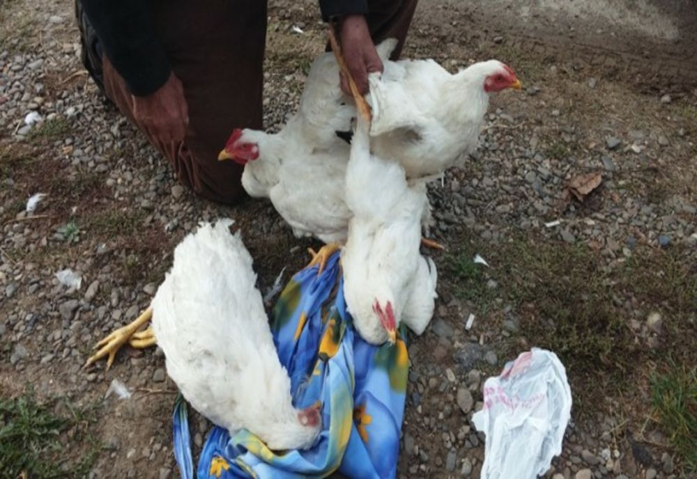 Identificat de polițiști după ce a furat din curtea unei femei patru păsări