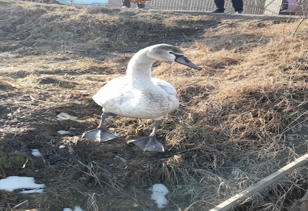 Lebede salvate de polițiști 