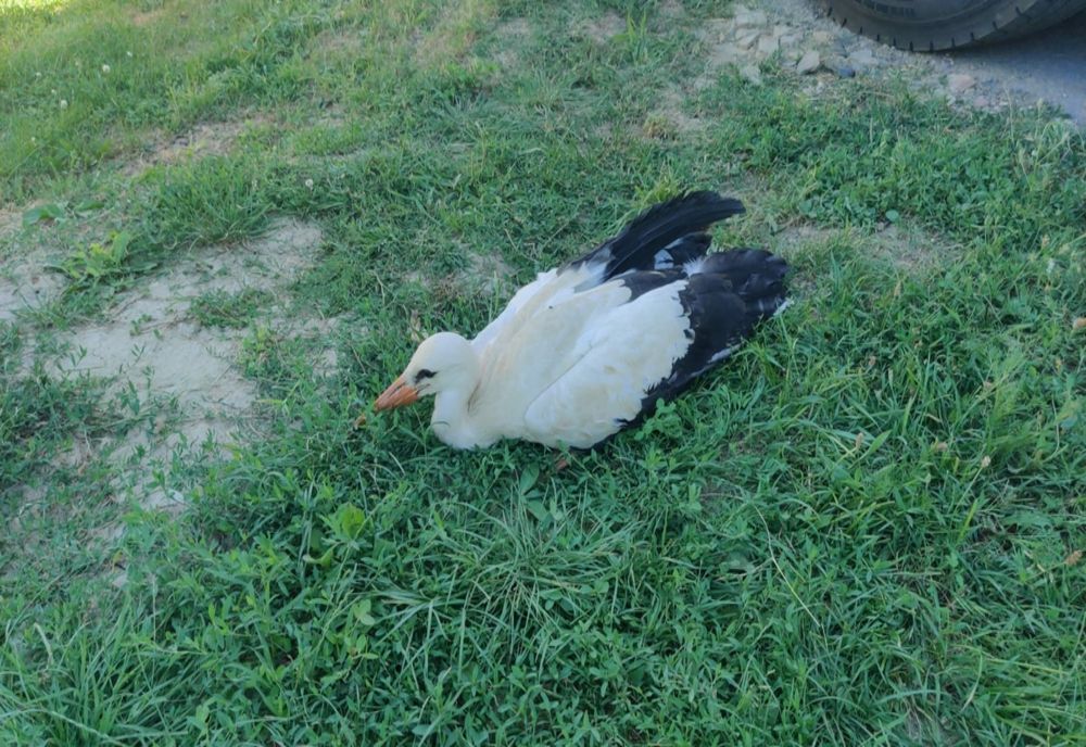 Pui de barză rănit grav după căderea din cuib - VIDEO