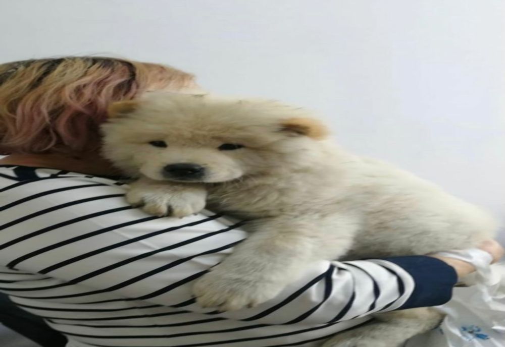 FOTO-Cățelul furat în această vară a fost redat stăpânului! Hoțul, în arest