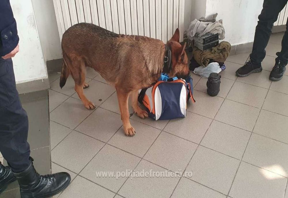 Droguri de risc descoperite la controlul de frontieră