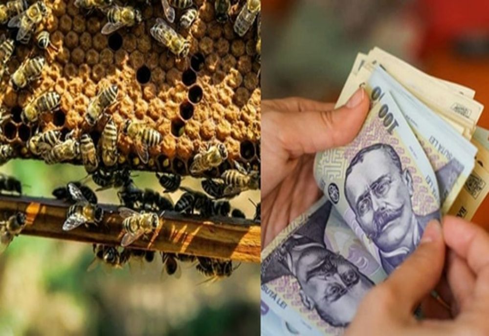 APIA a efectuat plăți pentru circa 7.100 de beneficiari ai Programului Naţional Apicol 2021