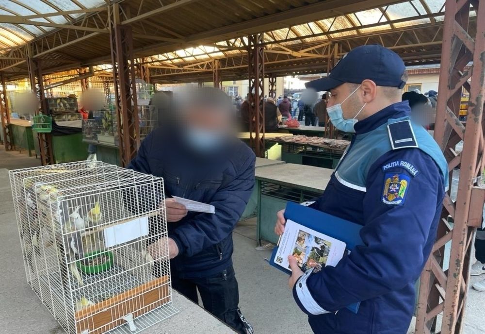 Amendă pentru o femeie care vindea doi câini. De ce a fost sancționată