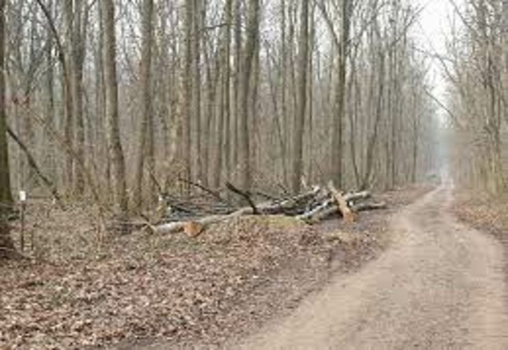 În arest pentru că au tăiat copaci