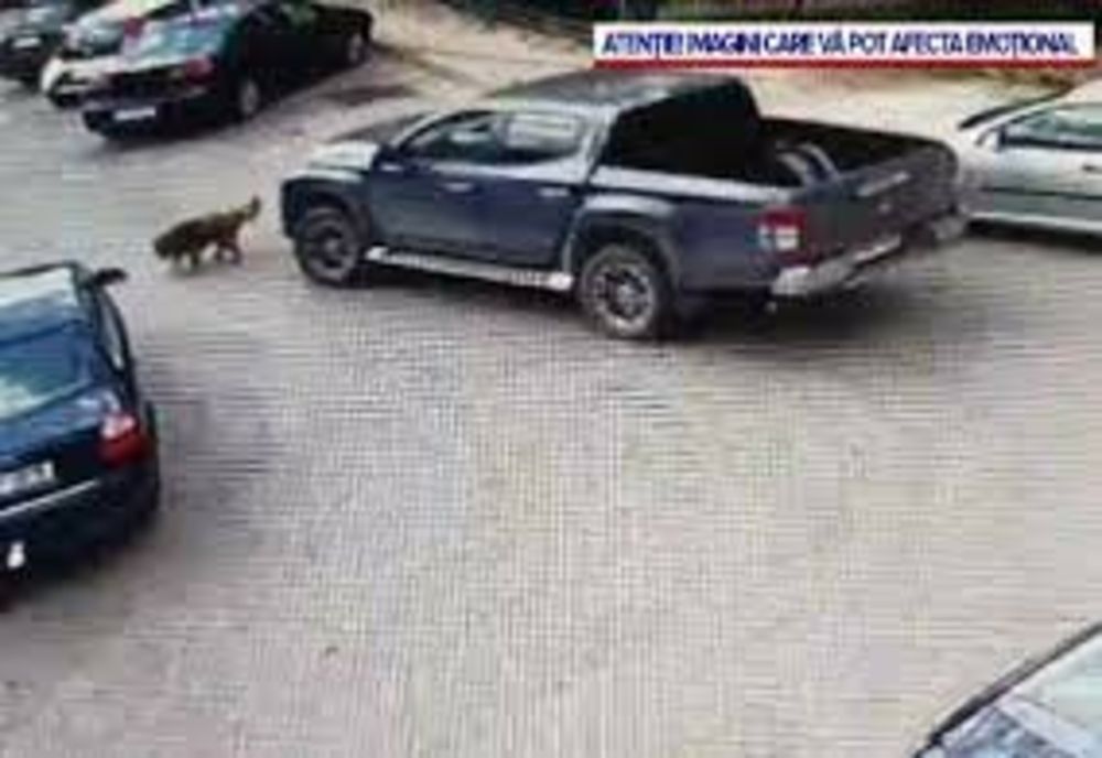 Dosar penal pentru un șofer care a accidentat un câine