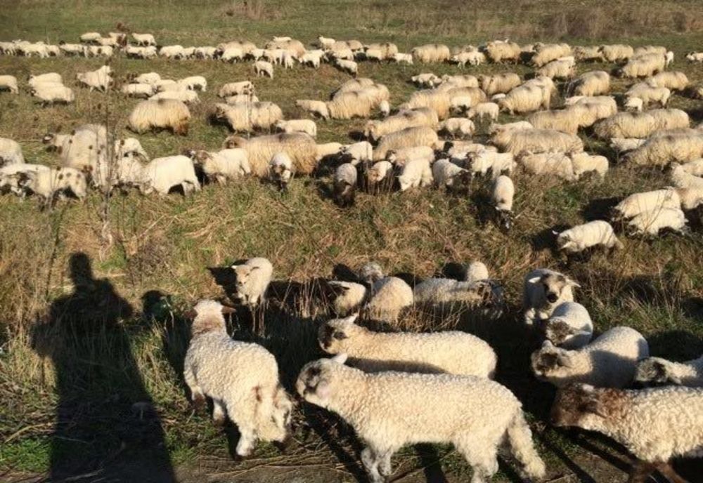 A dat iama într-o stână din Costești