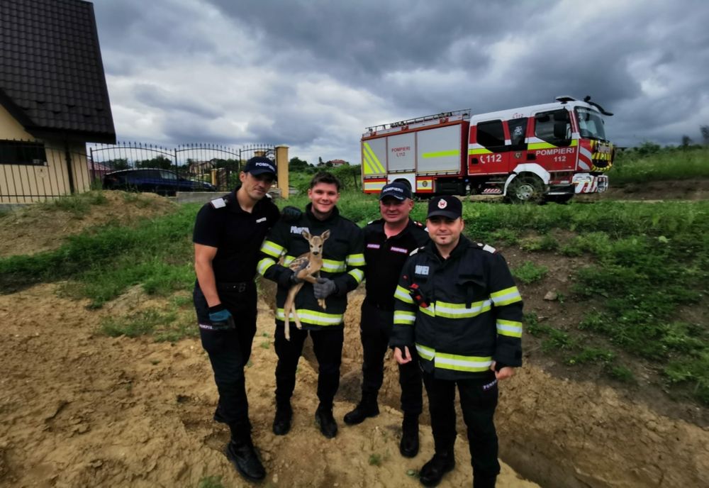 Pui de căprioară salvat de pompierii ieșeni  - VIDEO 
