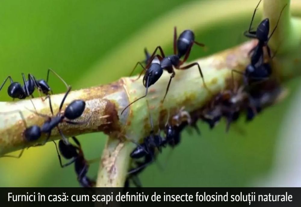 Furnici în casă: cum scapi definitiv de insecte folosind soluții naturale