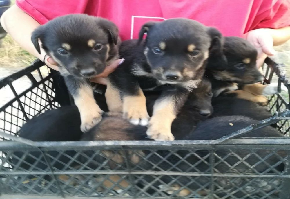 Amendați după ce au abandonat 7 căței 