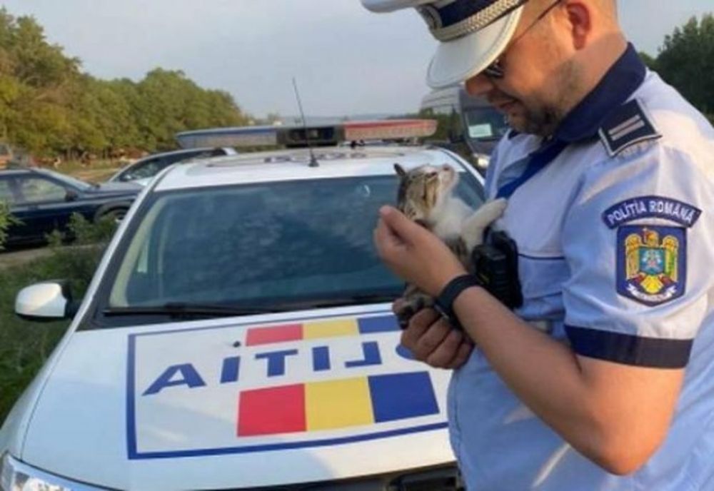 Pisică salvată de polițiști de sub roțile autoturismelor aflate în traficul din Iași