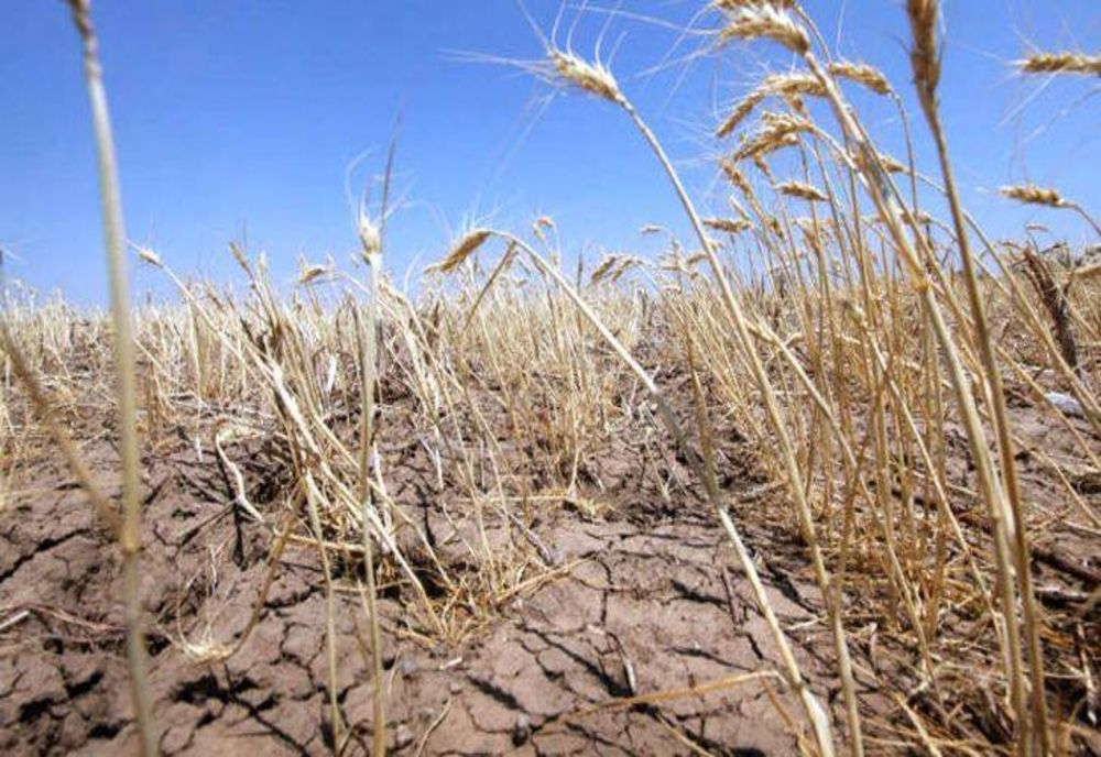 Efectele secetei, devastatoare în România. Suprafața afectată a crescut la peste un milion de hectare de teren agricol