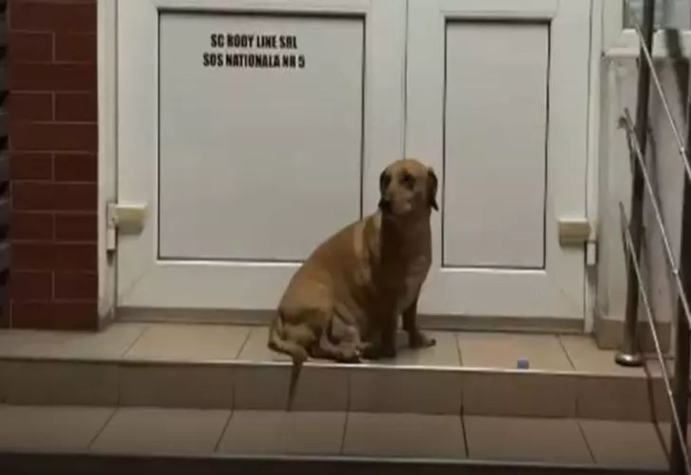 Un cățel fără stăpân din Iași străbate kilometri în șir ca să-l aștepte pe bărbatul care îi dă de mâncare - POVESTE EMOȚIONANTĂ