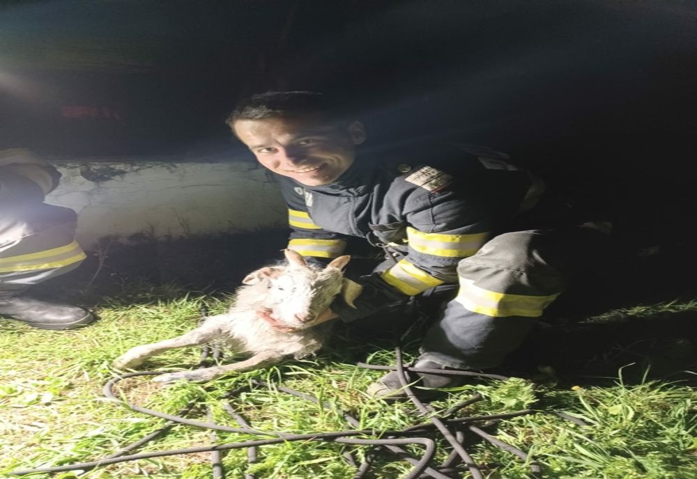 Ied, salvat de pompieri! Căzuse într-o fântână