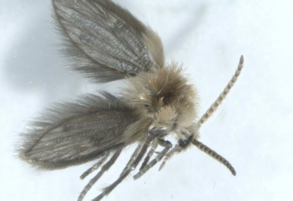 Descoperire a scafandrilor cercetători de la Universitatea din Iași: musculiţe „pletoase” 