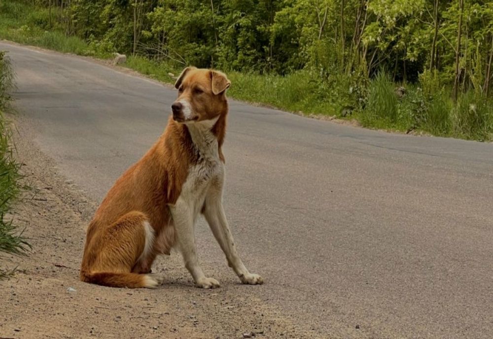 Viața bate filmul: o cățelușă a mers să caute bărbatul care a hrănit-o și care i-a îngropat puiul mort