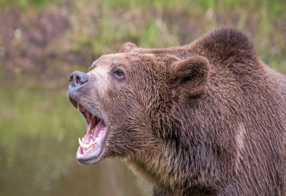 DOSAR PENAL PENTRU BRACONAJ DUPĂ ÎMPUȘCAREA URSULUI CARE A UCIS O FATĂ PE JEPII MICI