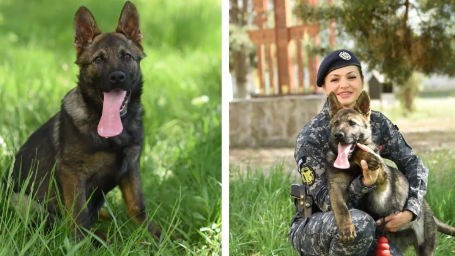 JANDARMERIA IASI ARE UN NOU MEMBRU - HUGO UN CIOBANESC GERMAN