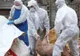 Suspiciune de pestă porcină, la frontieră: porc găsit mort pe Prut