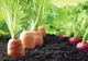 Proiect european pentru agricultură ecologică, la Iaşi