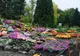 Expoziția "Flori de toamnă", la Grădina Botanică Iași