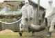 Caz de pestă porcină în comuna ieșeană Probota