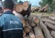 Trei tineri, cu dosare penale după ce au furat scânduri