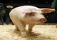Încă un focar de pestă porcină în Iași