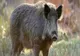 Caz șocant la Iași. Un tânăr a fost muşcat de picior de un porc mistreţ