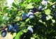 Au cules 400 de kilograme de prune pentru a le fura! Au fost surprinși de proprietar