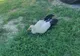 Pui de barză rănit grav după căderea din cuib - VIDEO