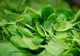 Planta elixir care vindecă rapid ulcerul: Este cel mai bun leac - Cum trebuie consumată