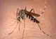 INSP: APROAPE 40 DE CAZURI DE INFECȚIE CU VIRUSUL WEST NILE, ÎNREGISTRATE DIN IUNIE